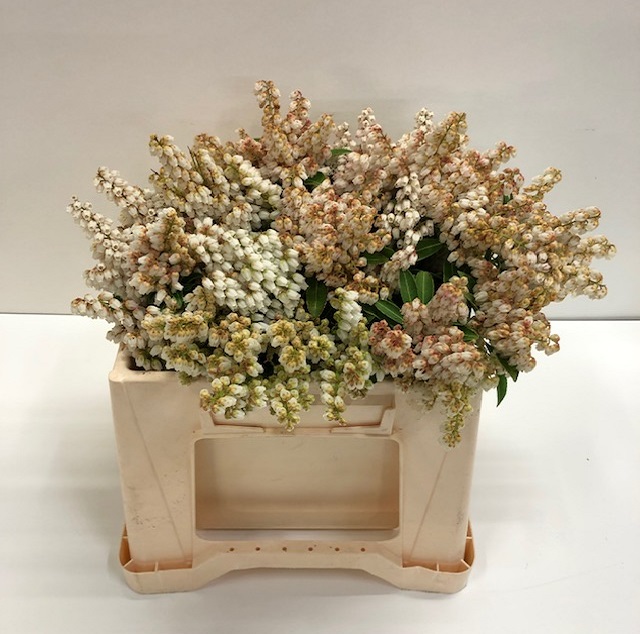 Pieris jap cupido per bunch.jpg